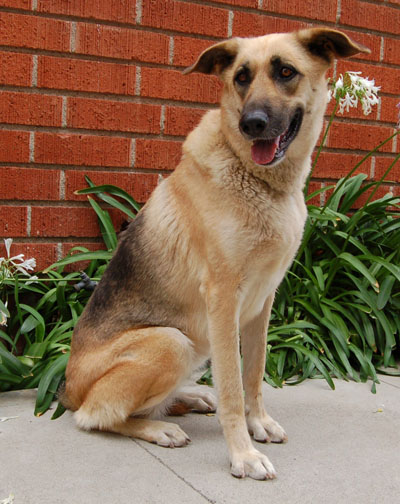 Angel von Andermatt sitting